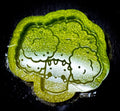 Barry The Broccoli