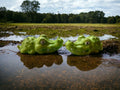 3D Alligator Duo