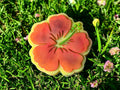 3D Hibiscus Flower Mini