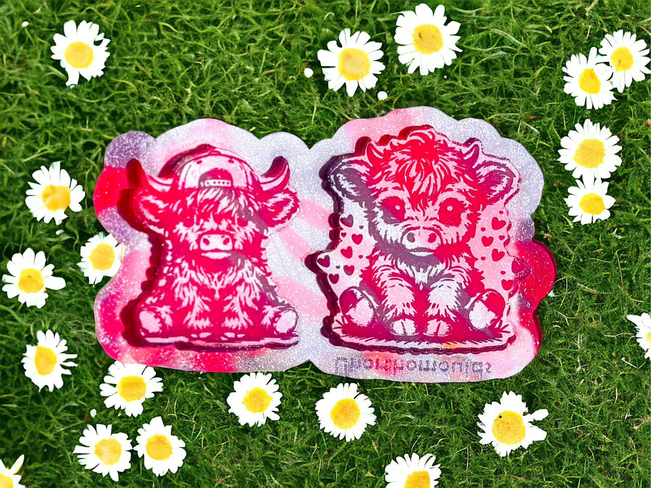 Highland Cow Duo