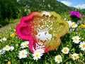 Lucy The Flower Lamb
